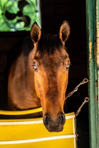 steeplechase horses 2